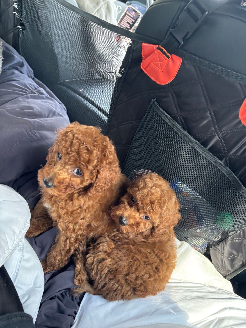 Pet travel photo 5