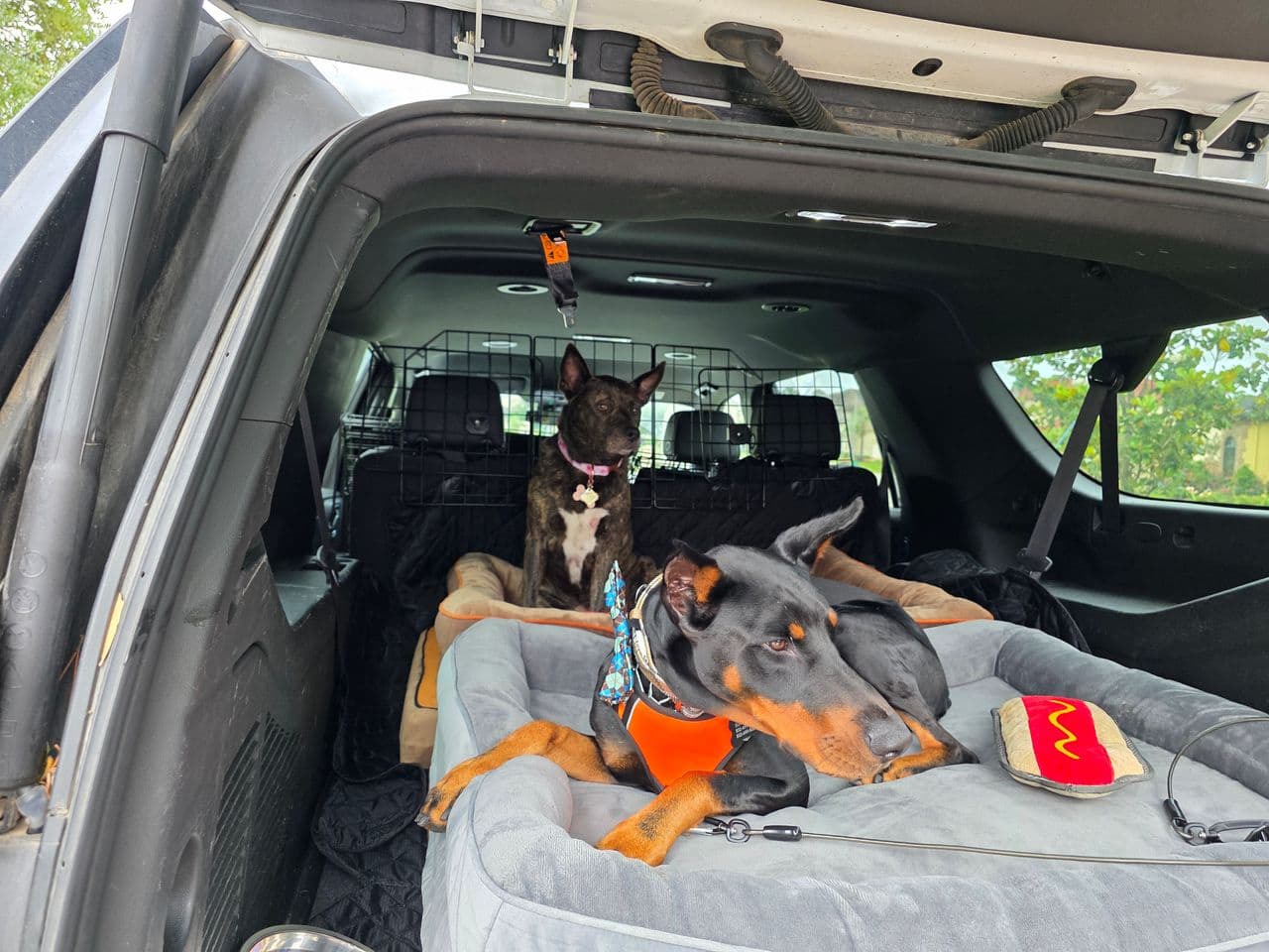 Pet travel photo 1