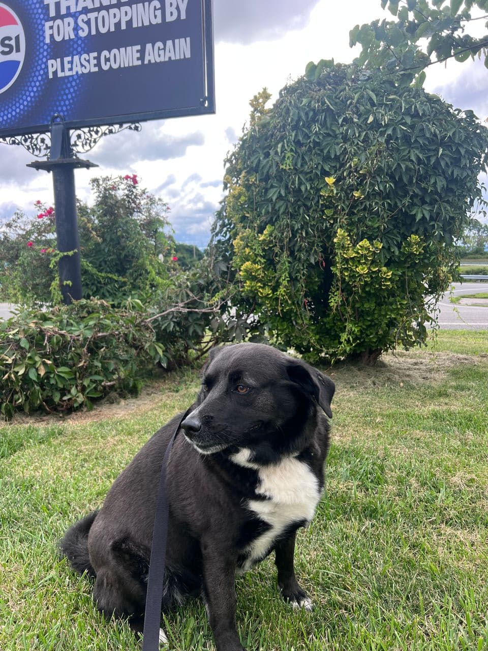 Pet travel photo 6