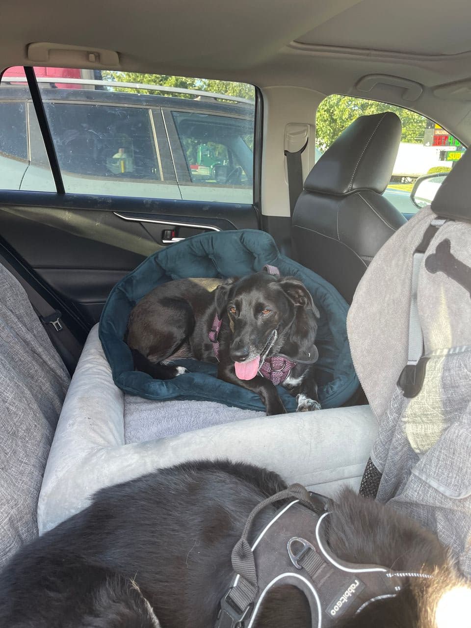 Pet travel photo 4