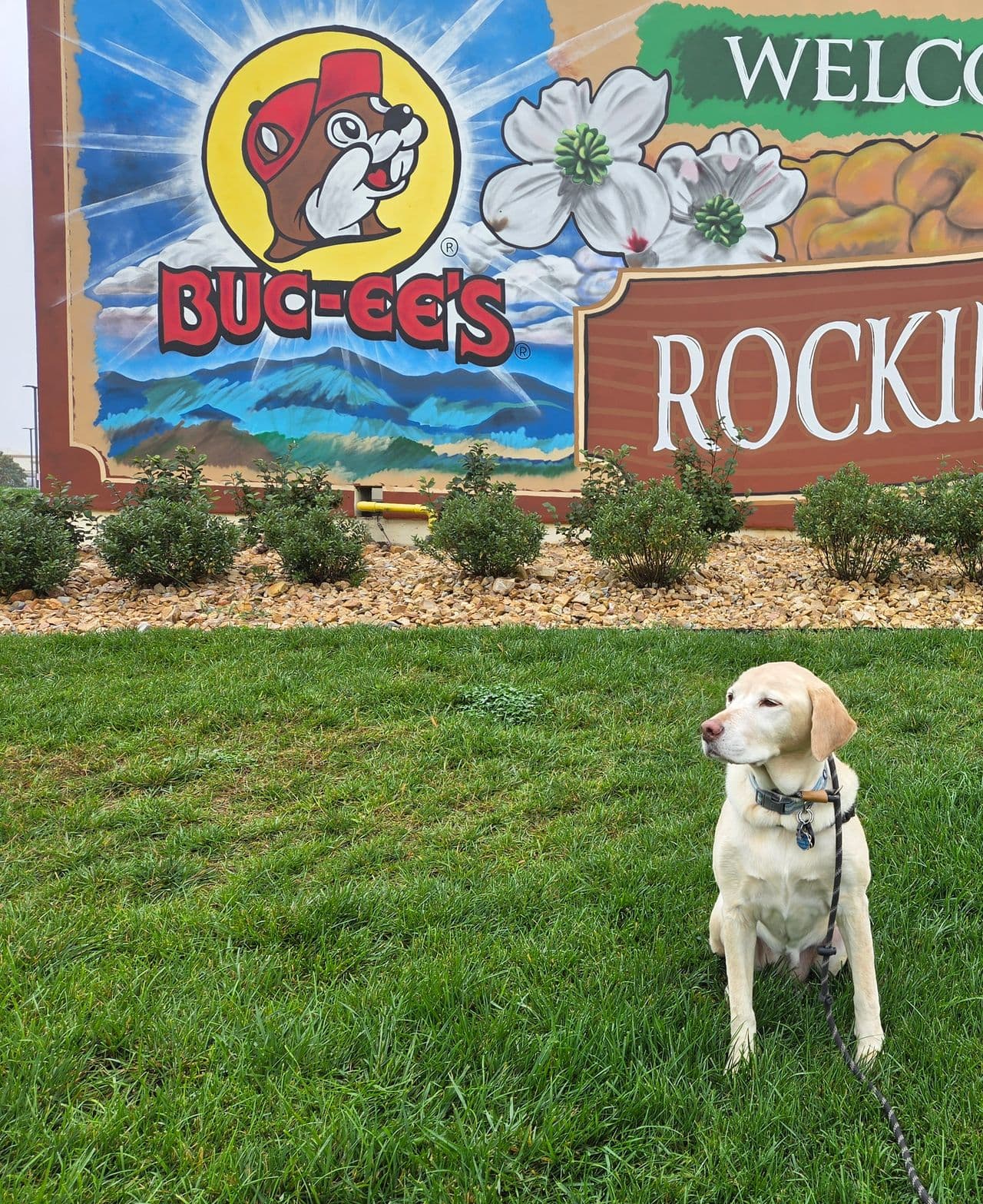 Pet travel photo 4