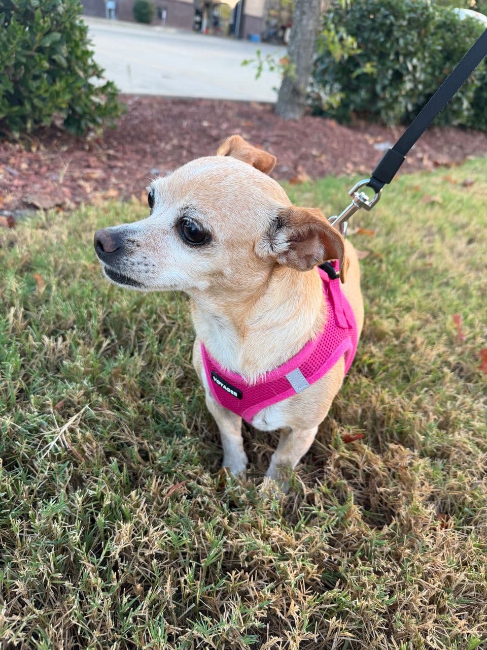 Pet travel photo 6