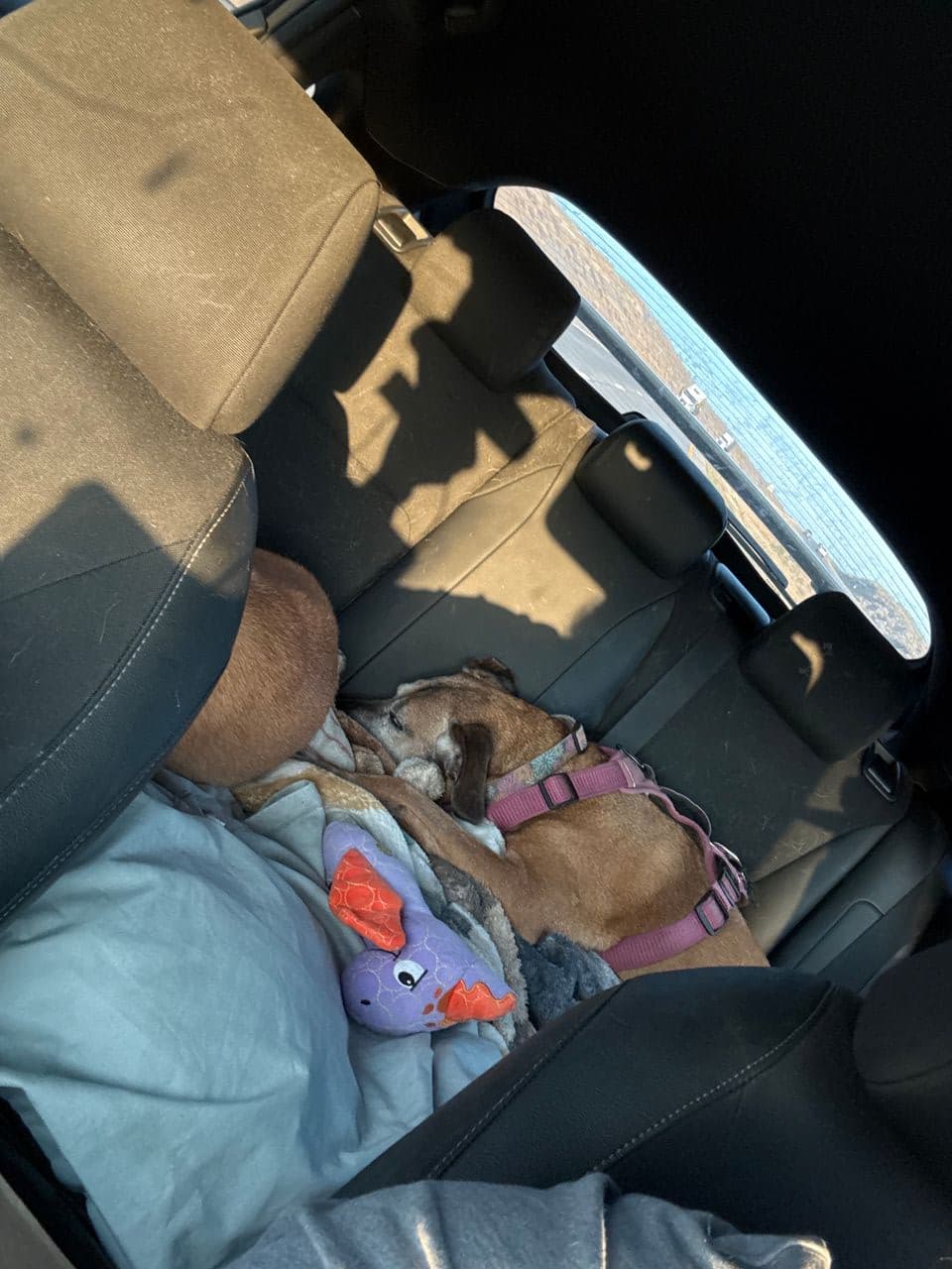 Pet travel photo 6