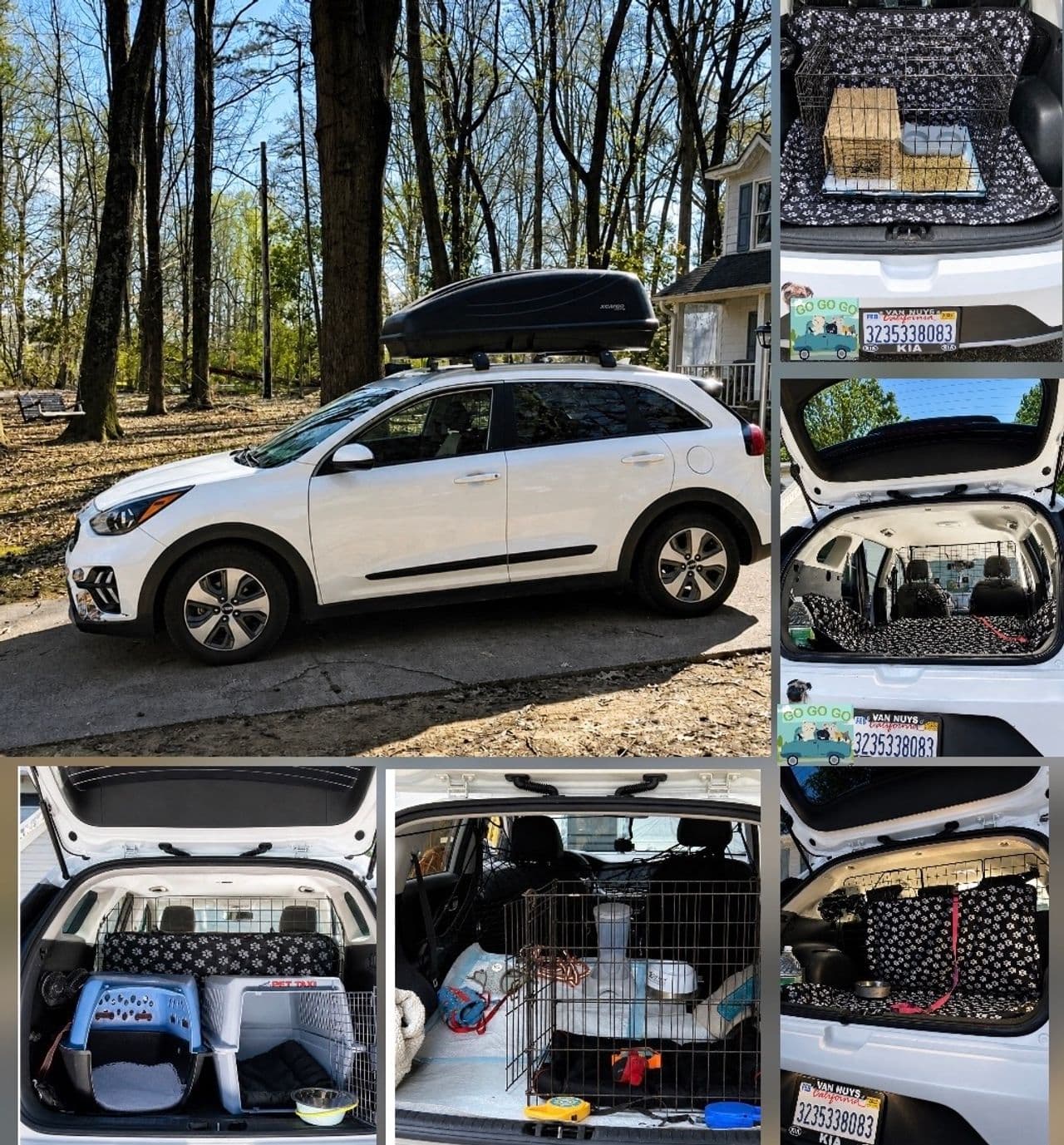 Pet travel photo 2