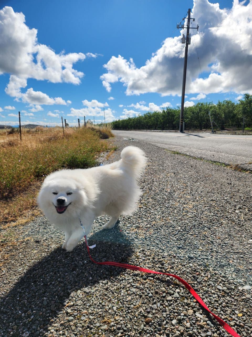 Pet travel photo 3