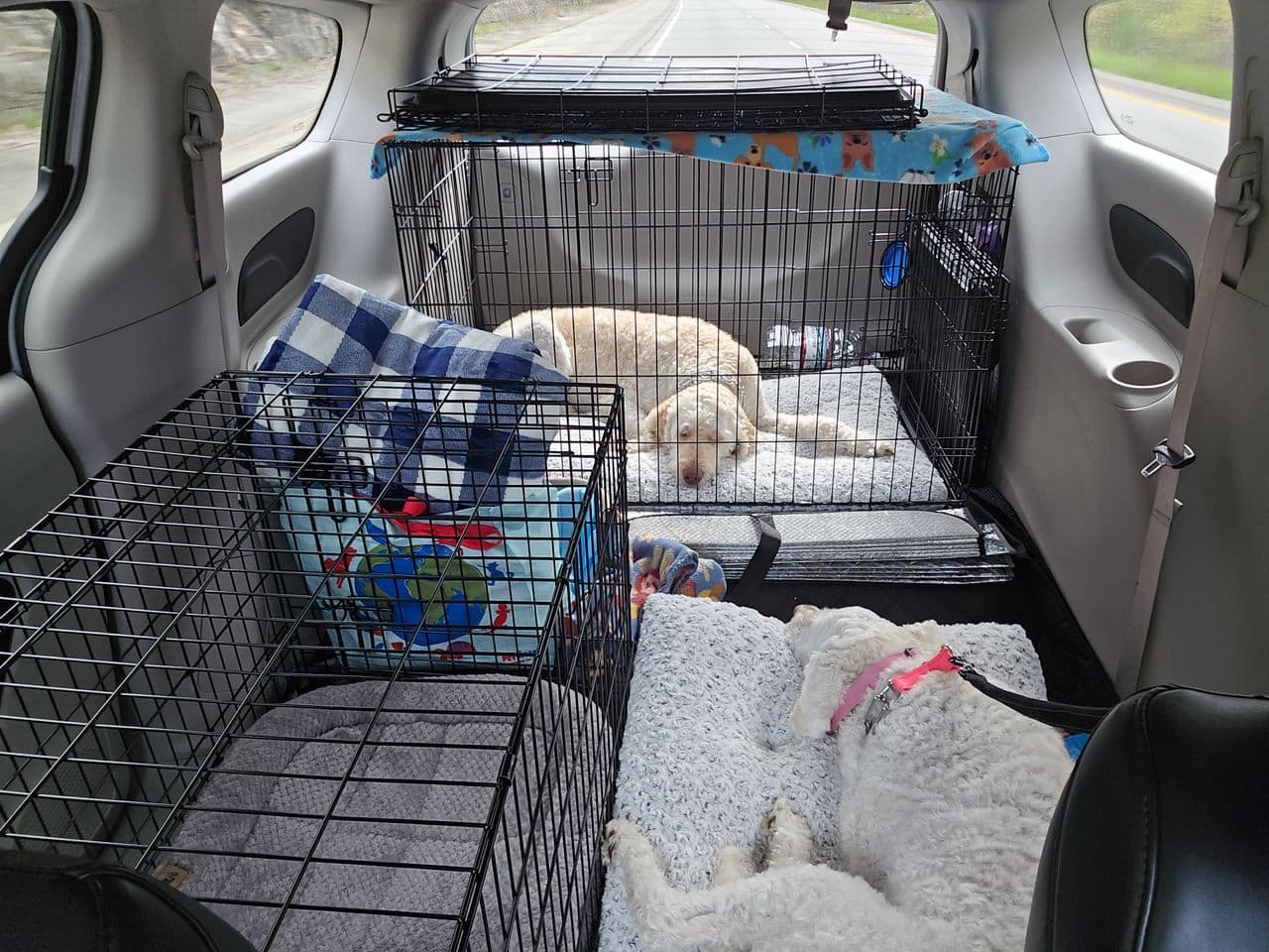 Pet travel photo 1
