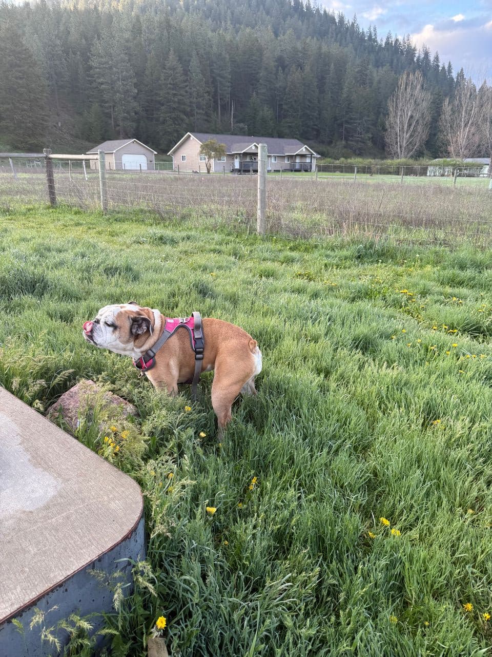Pet travel photo 1