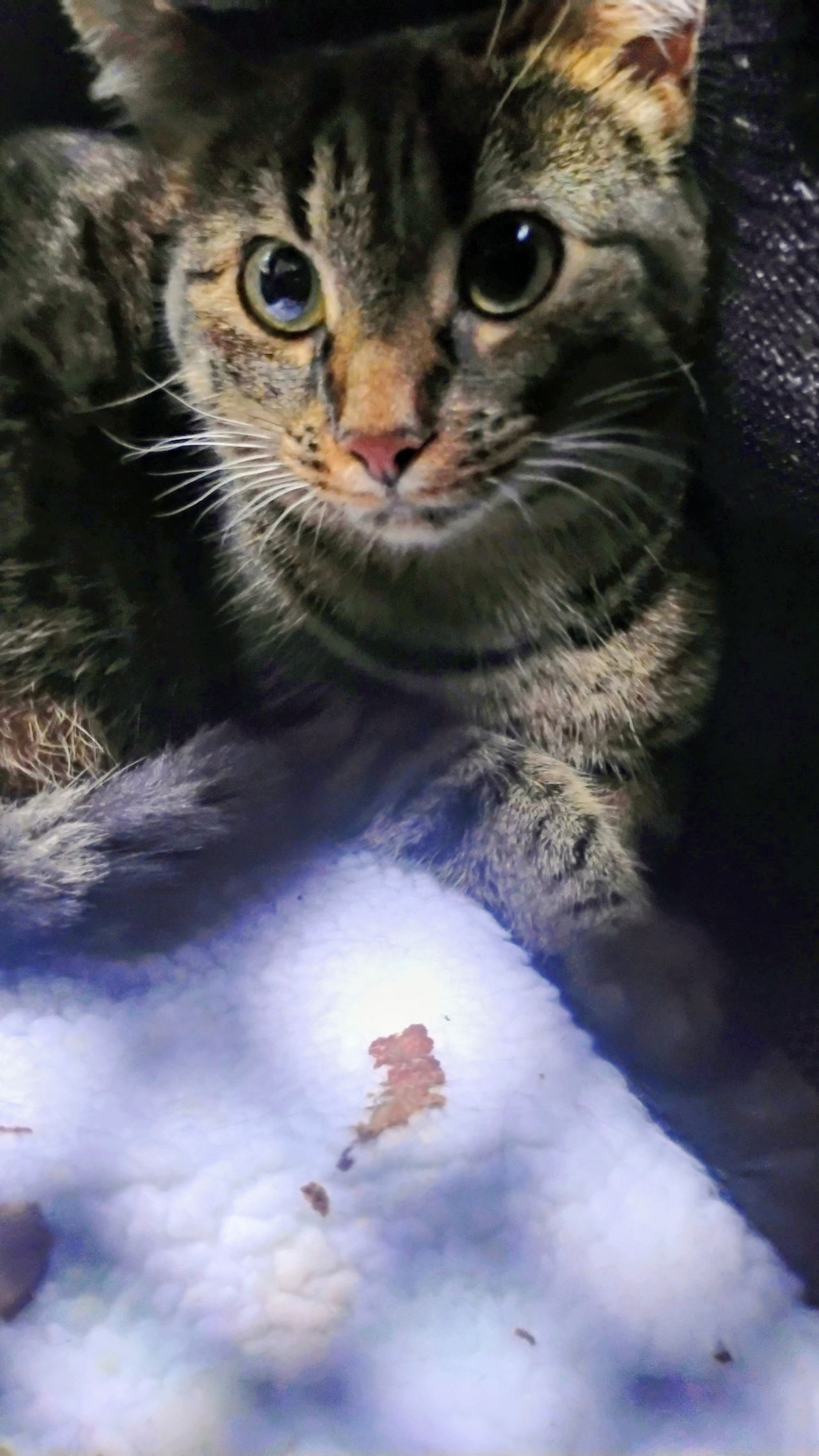 Pet travel photo 3