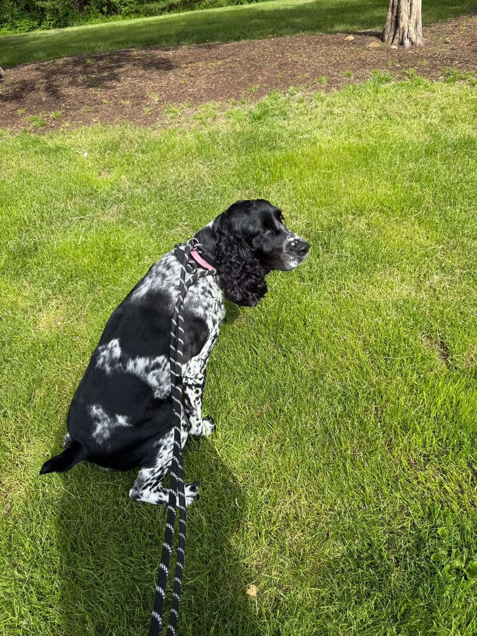 Pet travel photo 1