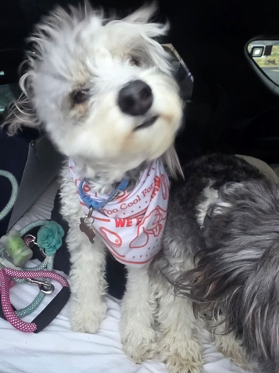 Pet travel photo 4