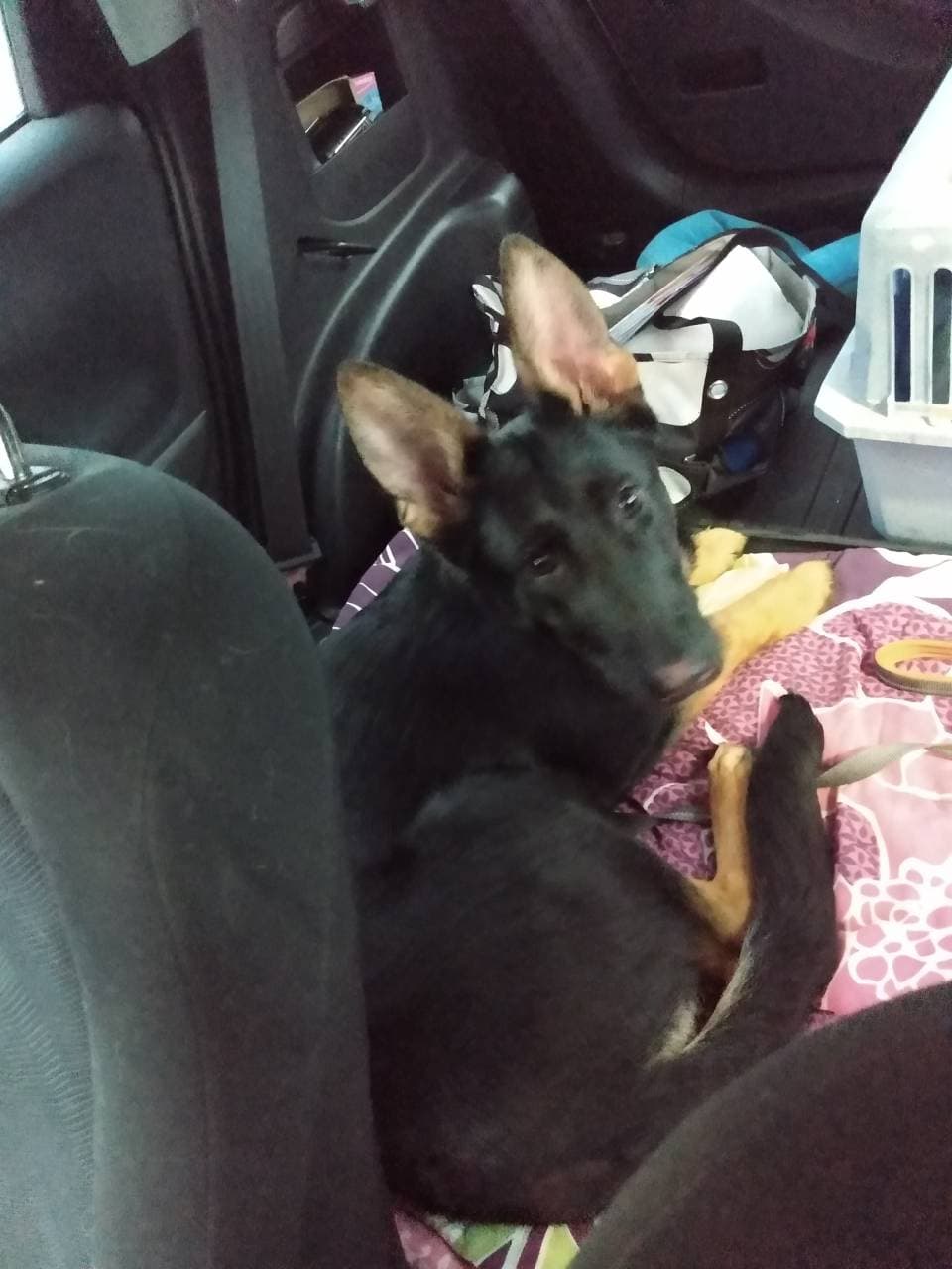 Pet travel photo 6