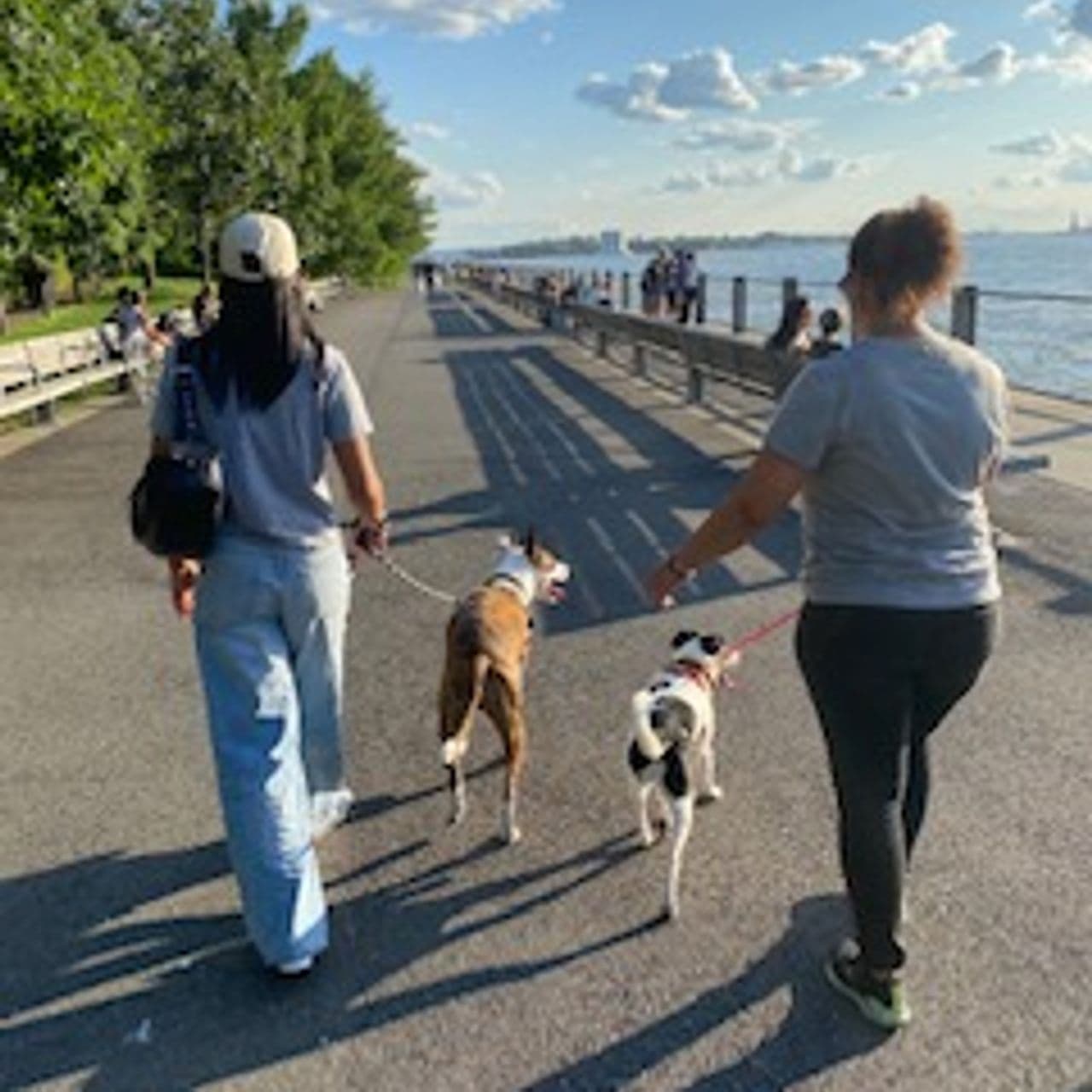 Pet travel photo 3