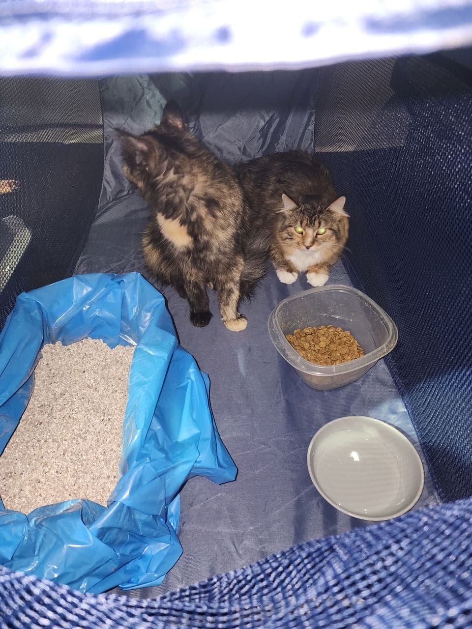 Pet travel photo 5