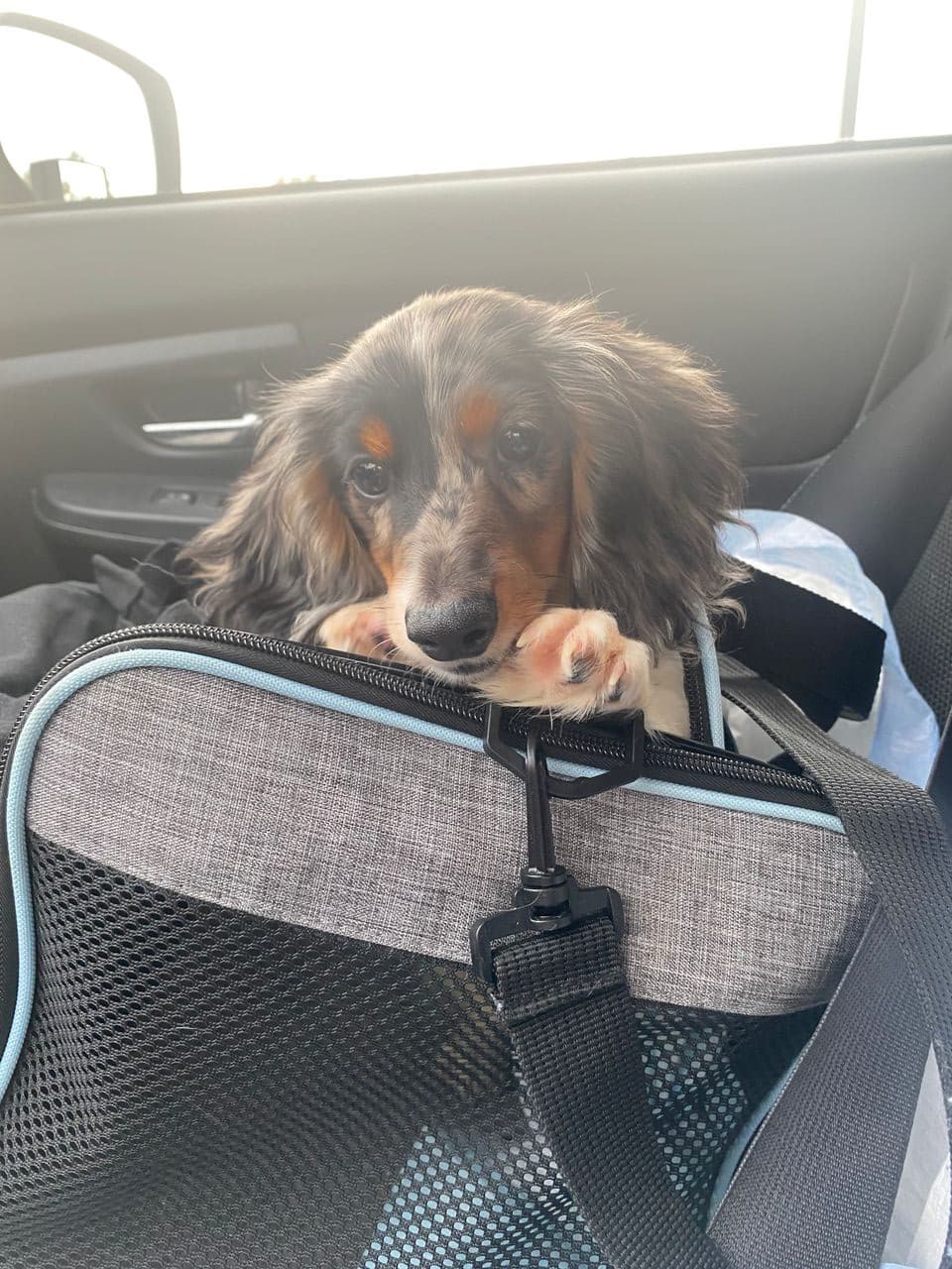 Pet travel photo 5