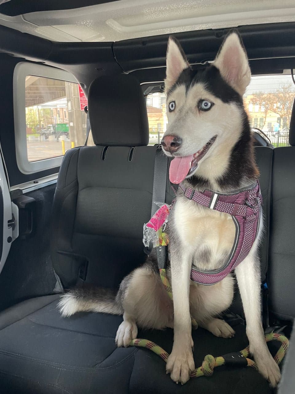 Pet travel photo 5