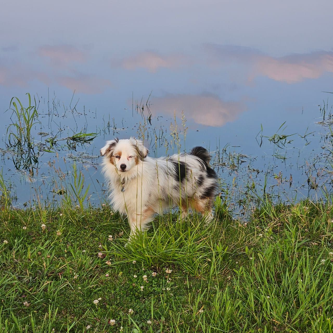 Pet travel photo 1
