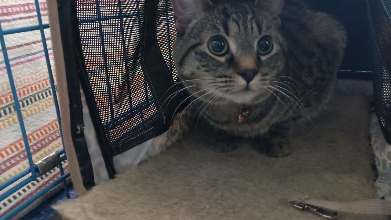 Pet travel photo 2