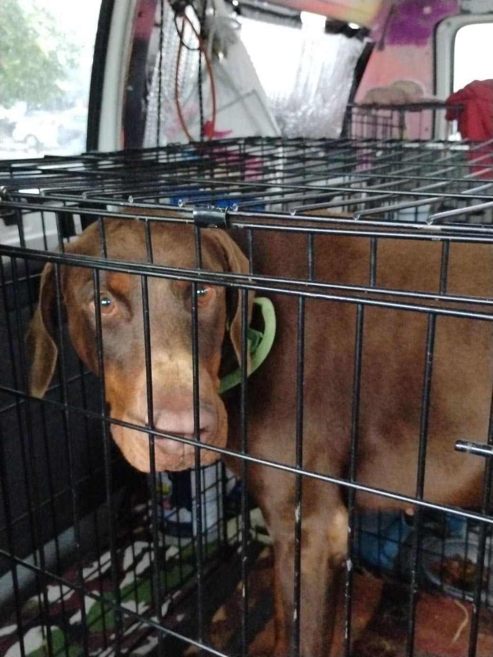 Pet travel photo 5