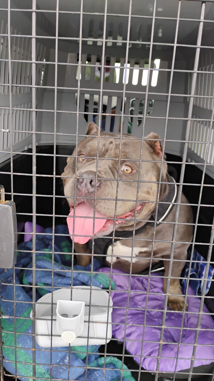 Pet travel photo 2