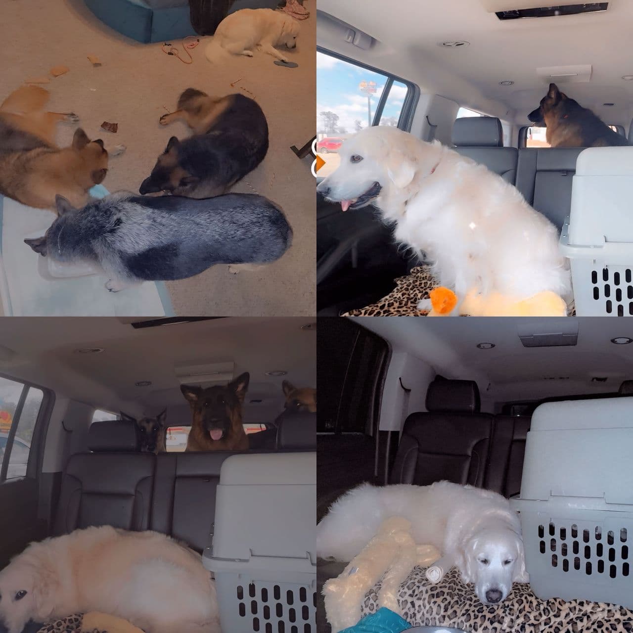 Pet travel photo 2