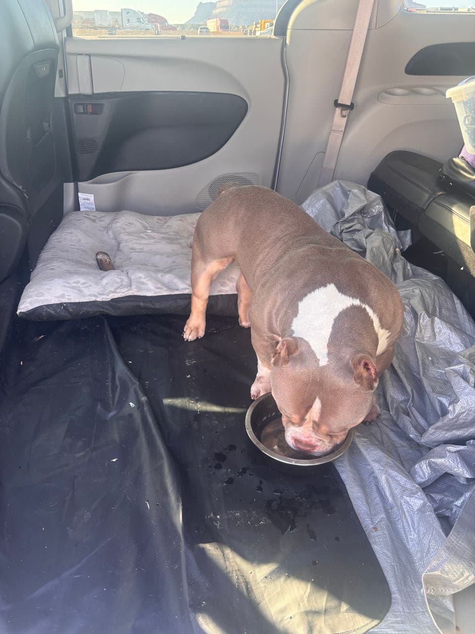 Pet travel photo 3