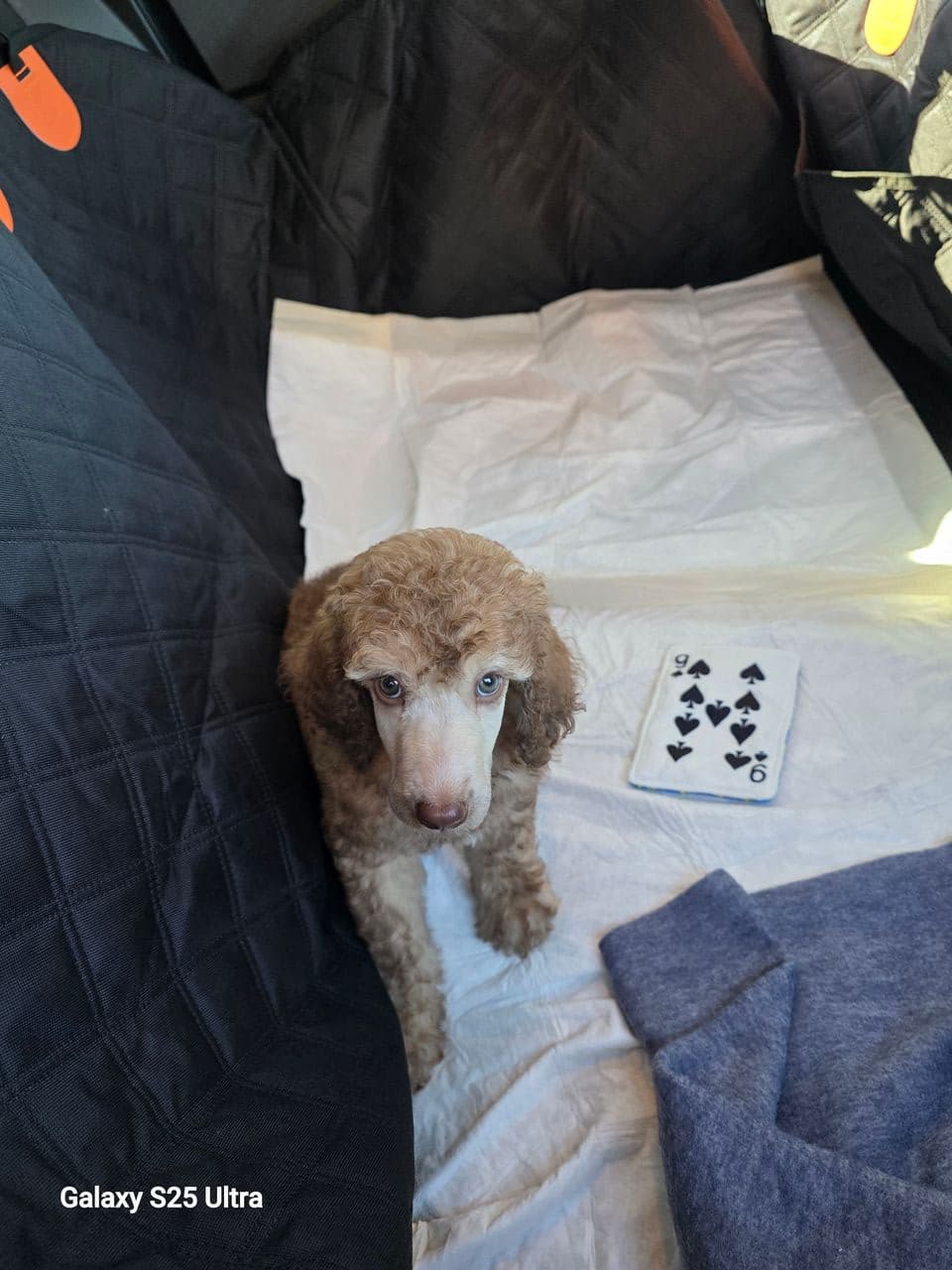 Pet travel photo 3
