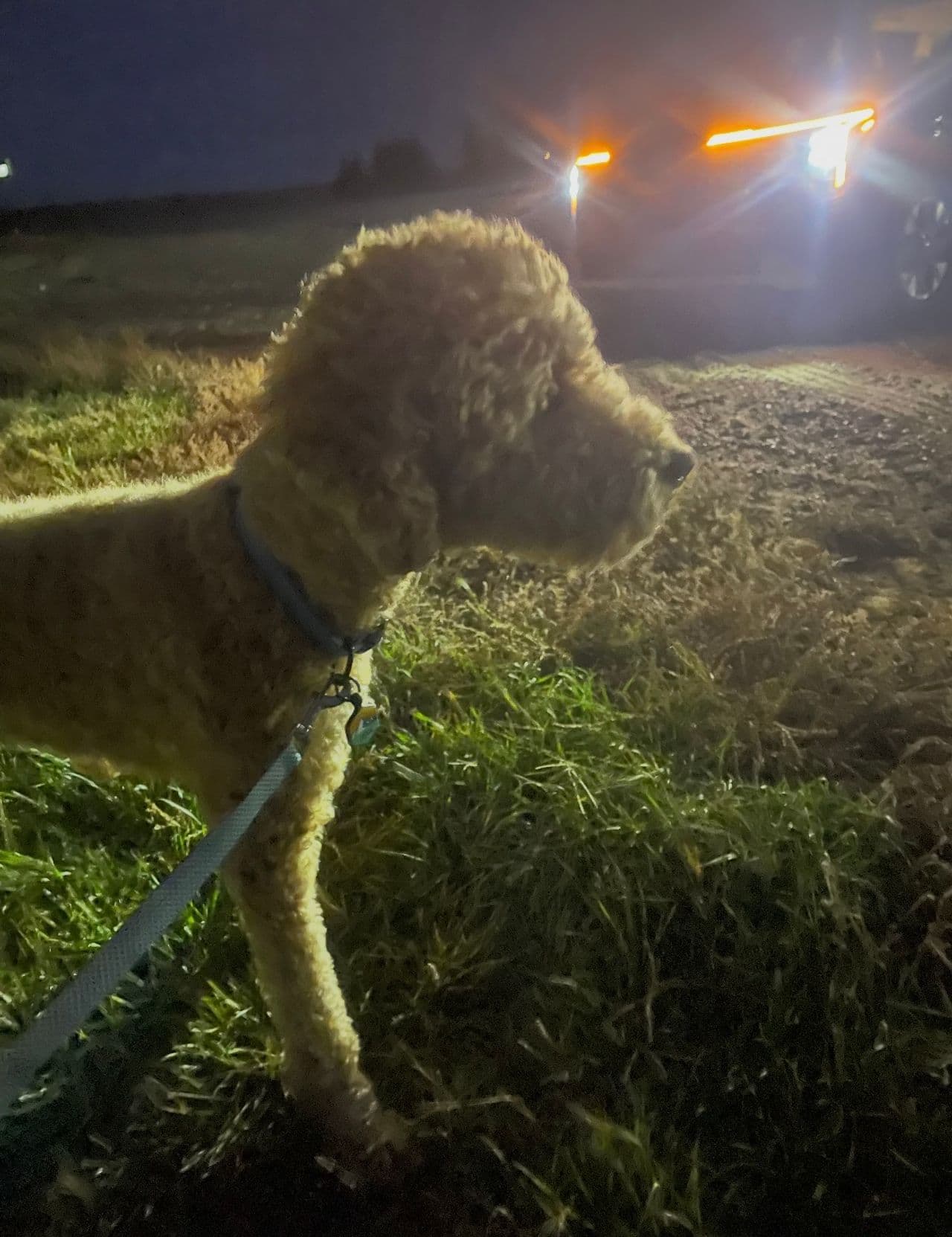 Pet travel photo 4