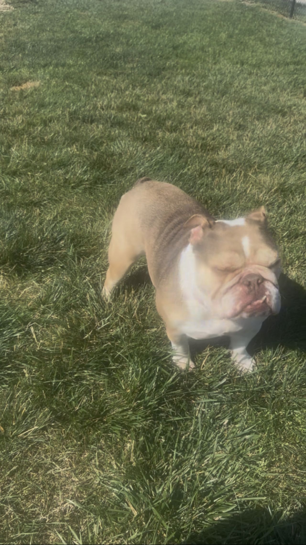 Pet travel photo 1