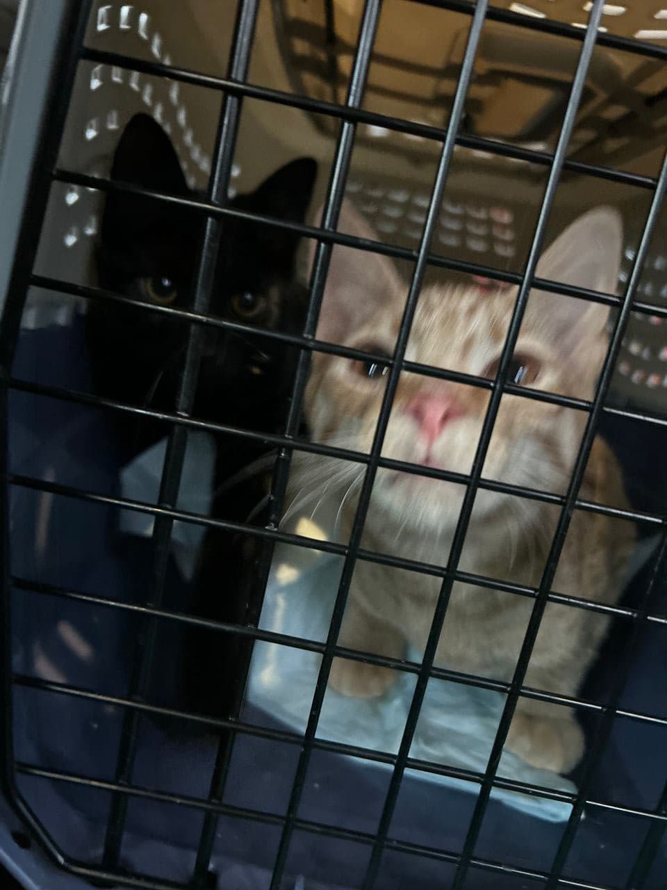 Pet travel photo 5