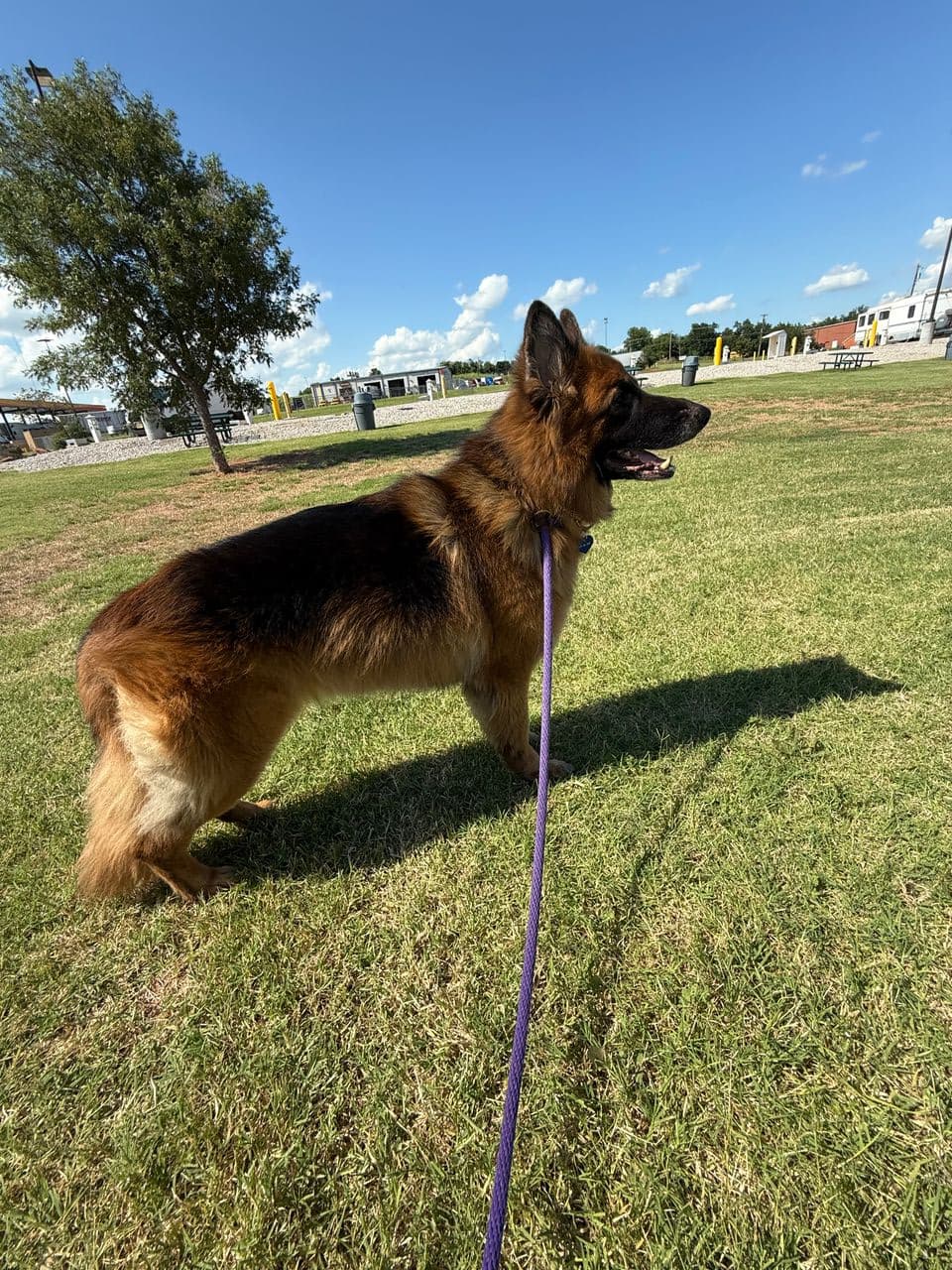 Pet travel photo 4