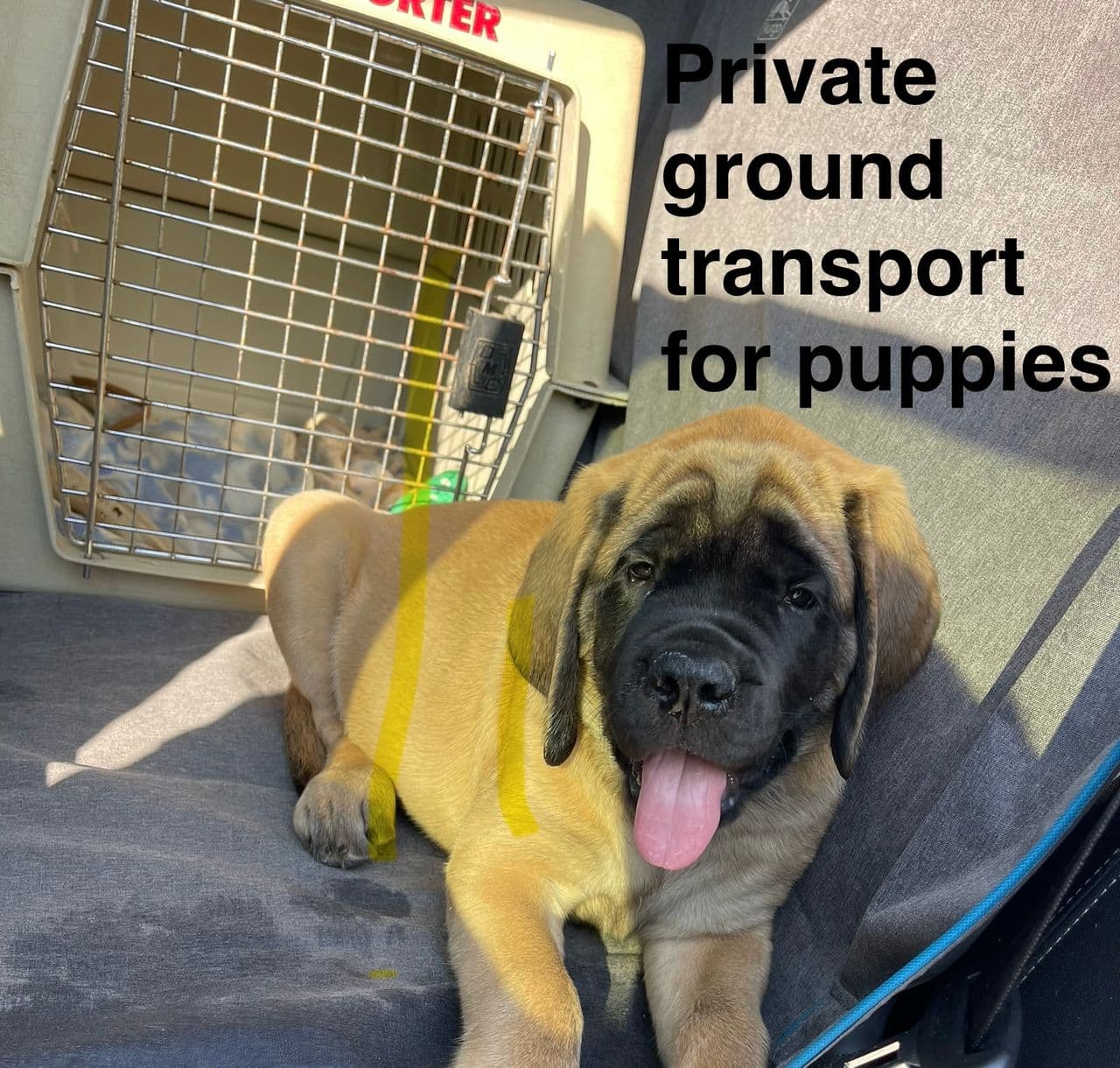 Pet travel photo 3