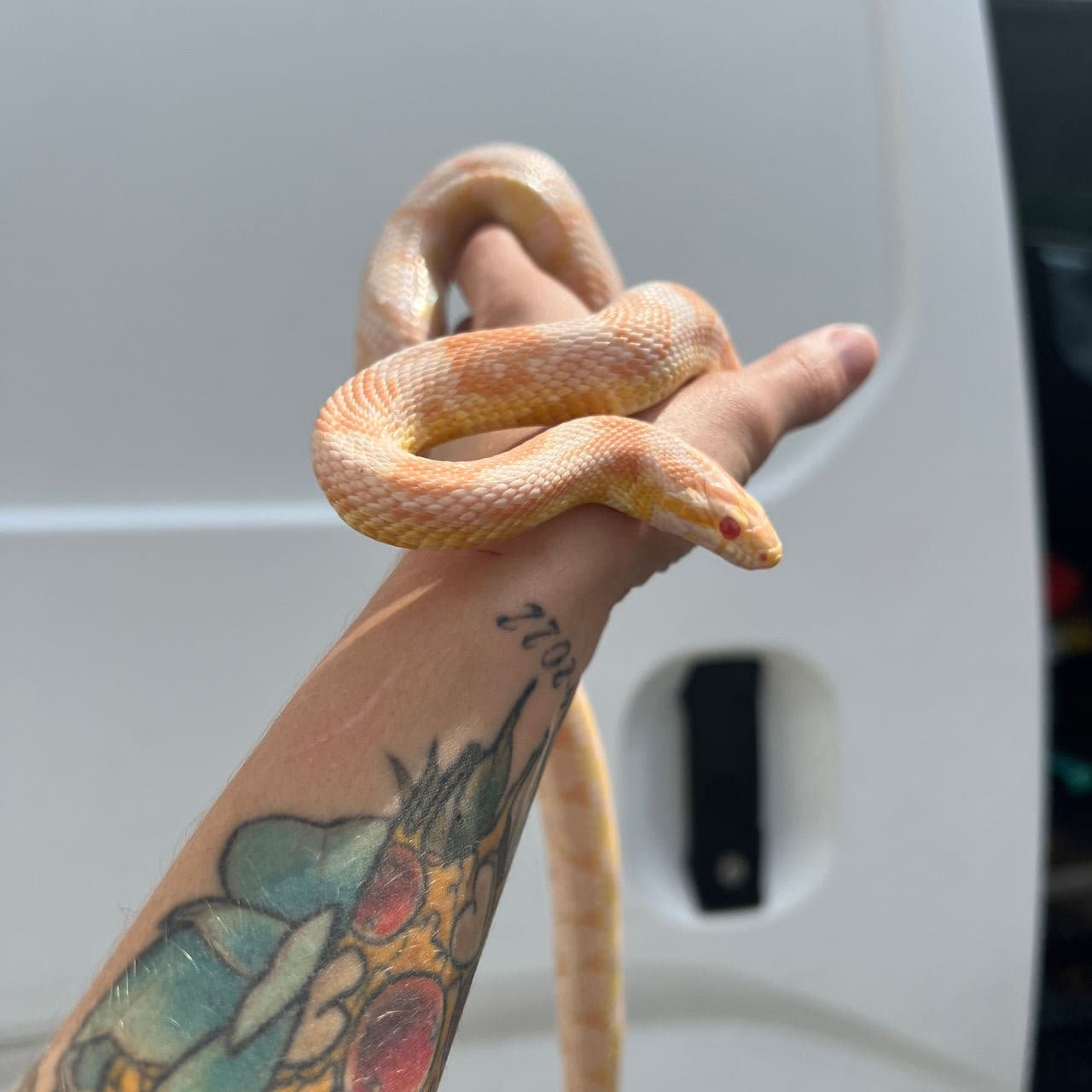 Pet travel photo 3
