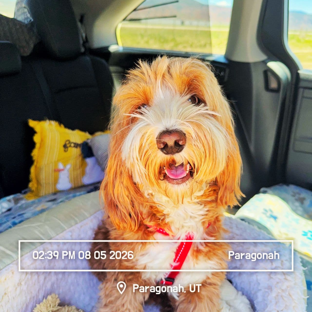 Pet travel photo 5