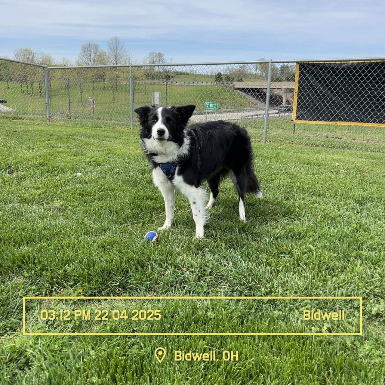 Pet travel photo 1