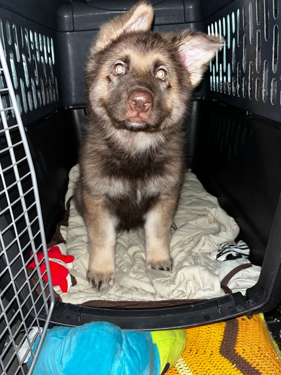 Pet travel photo 6
