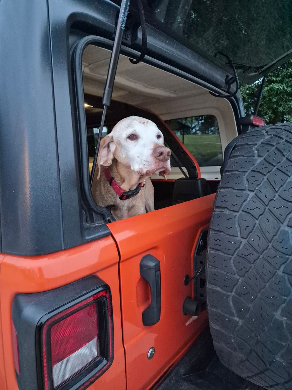 Pet travel photo 3