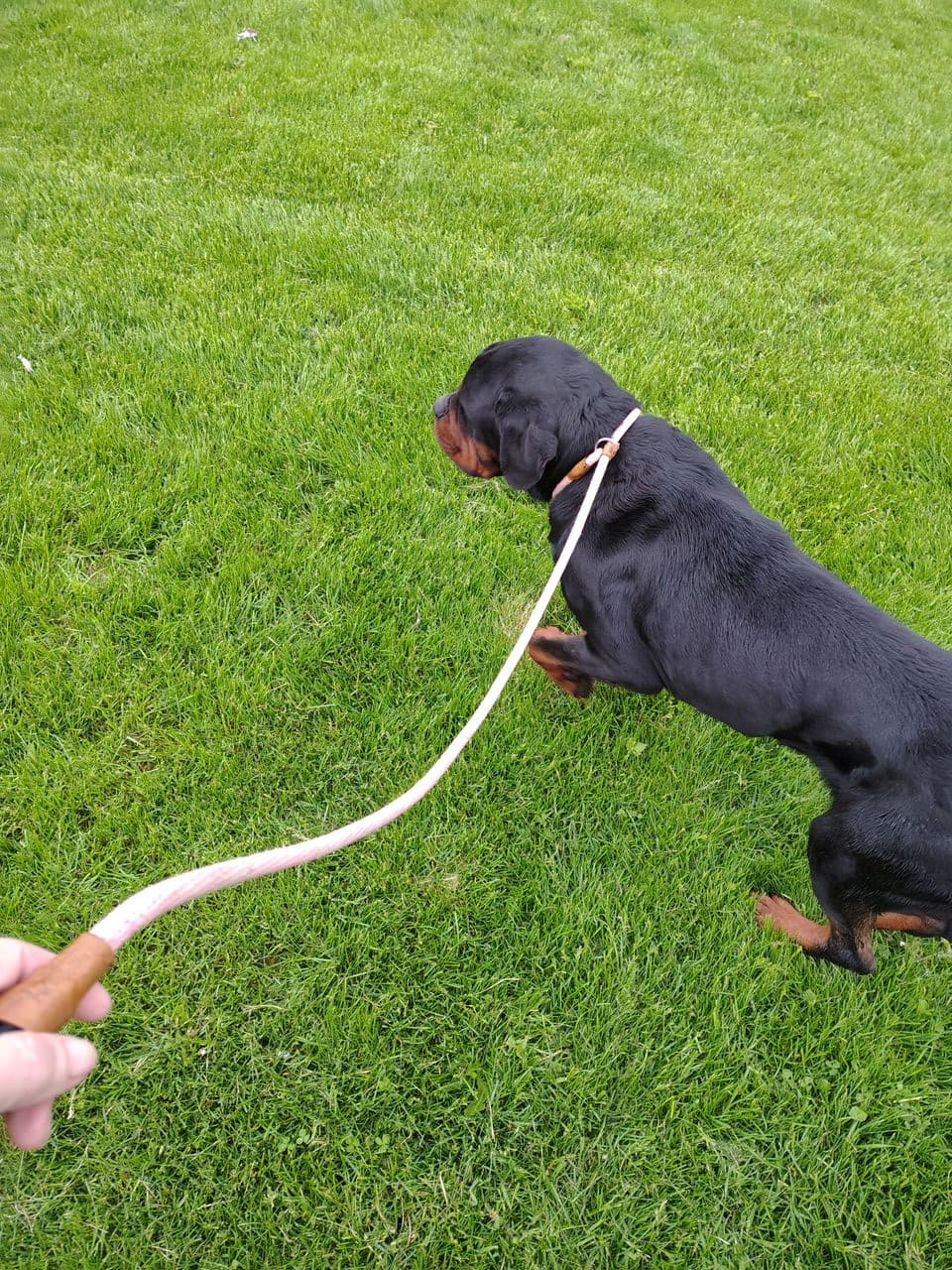 Pet travel photo 3