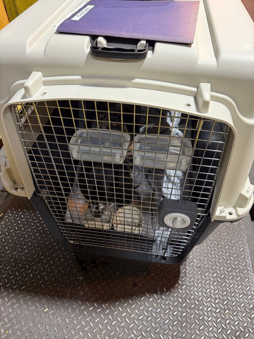 Pet travel photo 4