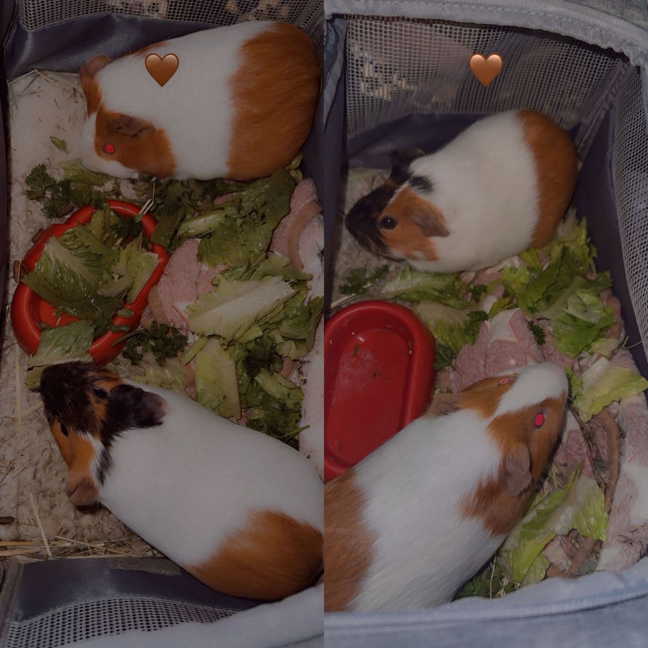 Pet travel photo 4