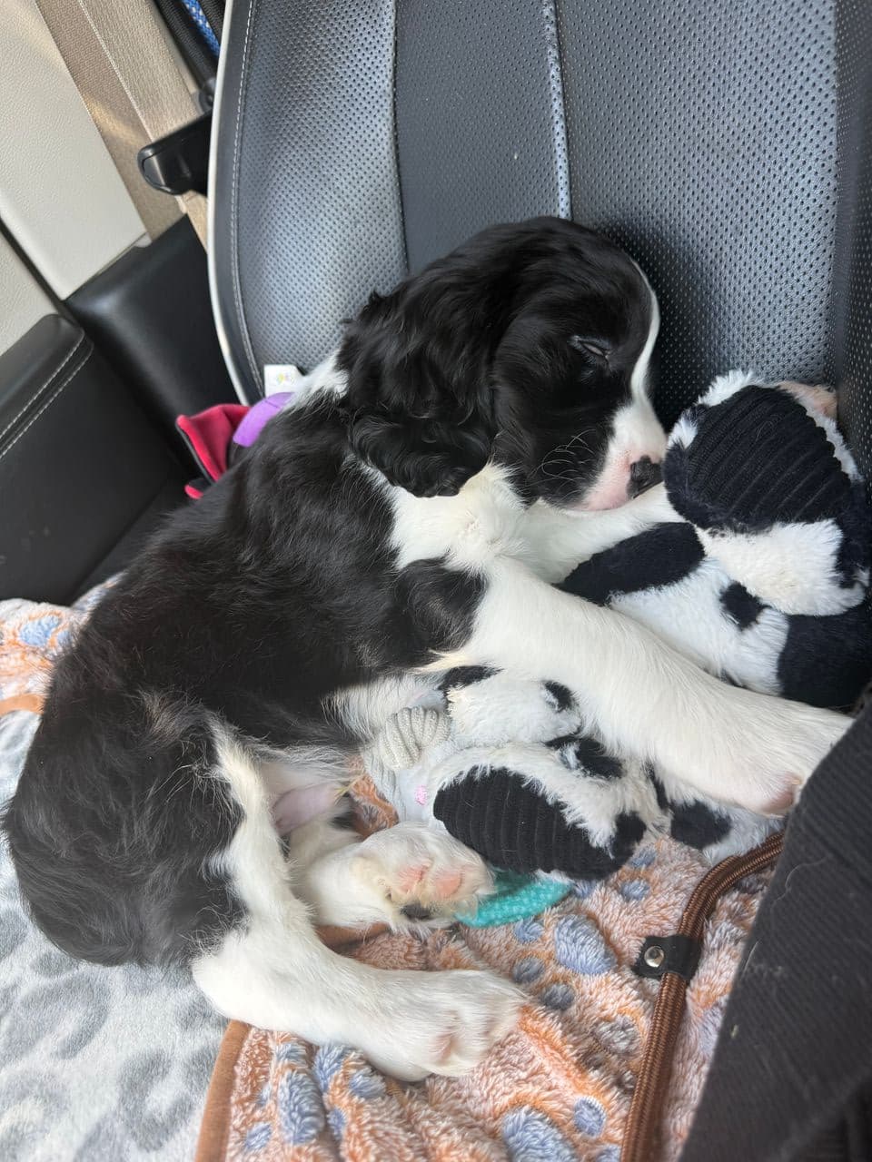 Pet travel photo 1