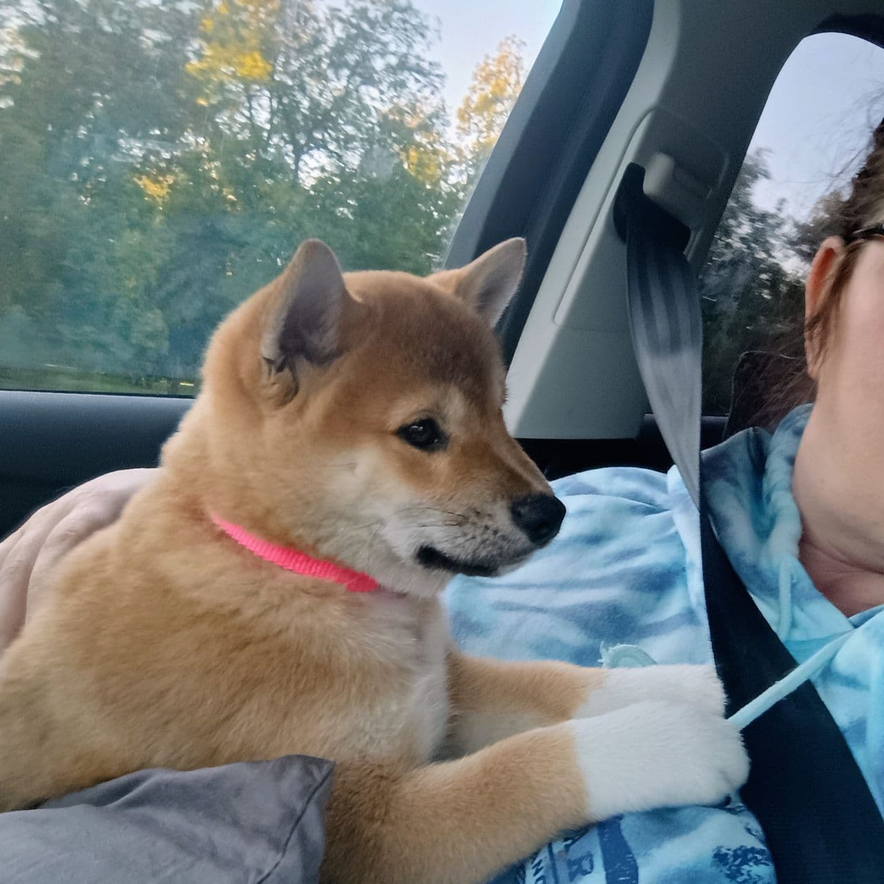 Pet travel photo 5