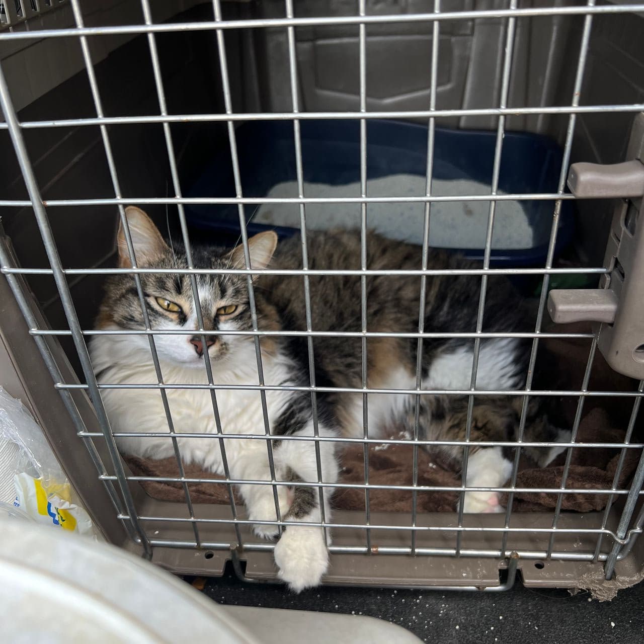 Pet travel photo 2