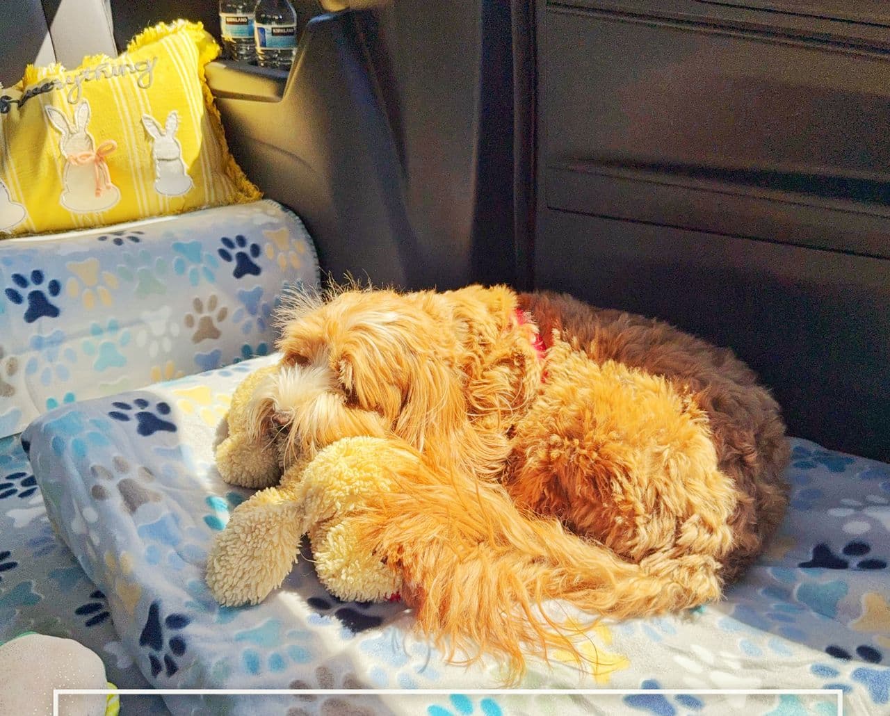 Pet travel photo 6