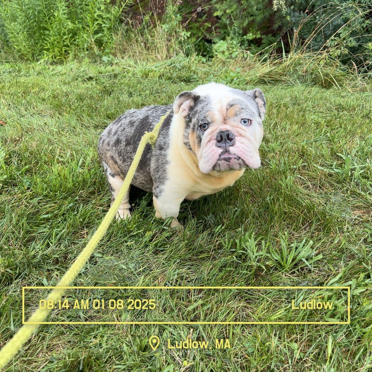 Pet travel photo 3