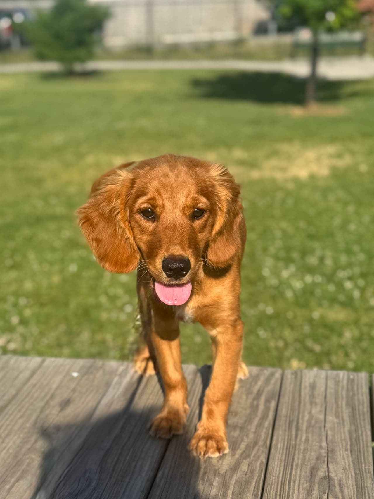Pet travel photo 3