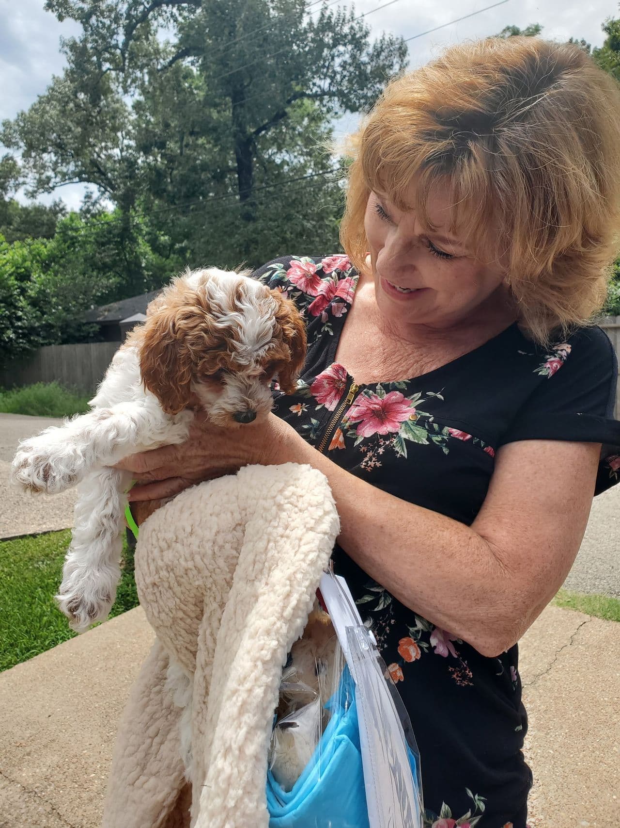 Pet travel photo 2
