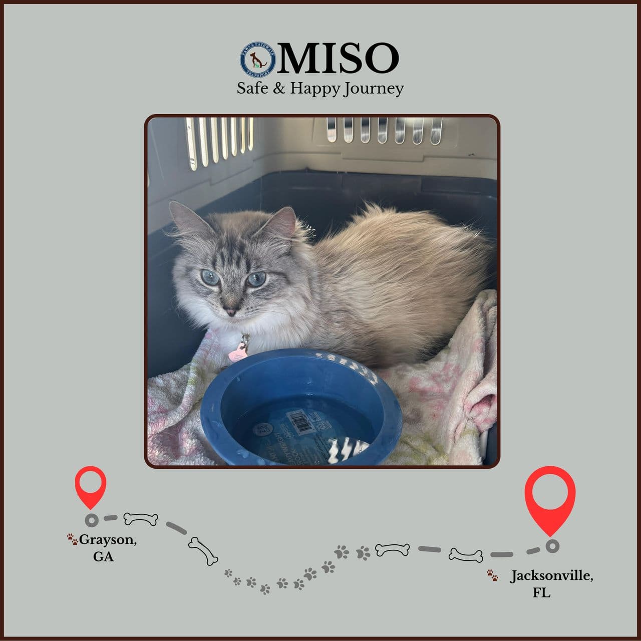 Pet travel photo 2