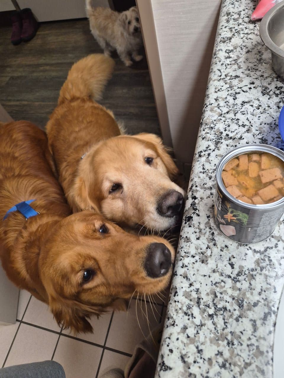 Pet travel photo 4