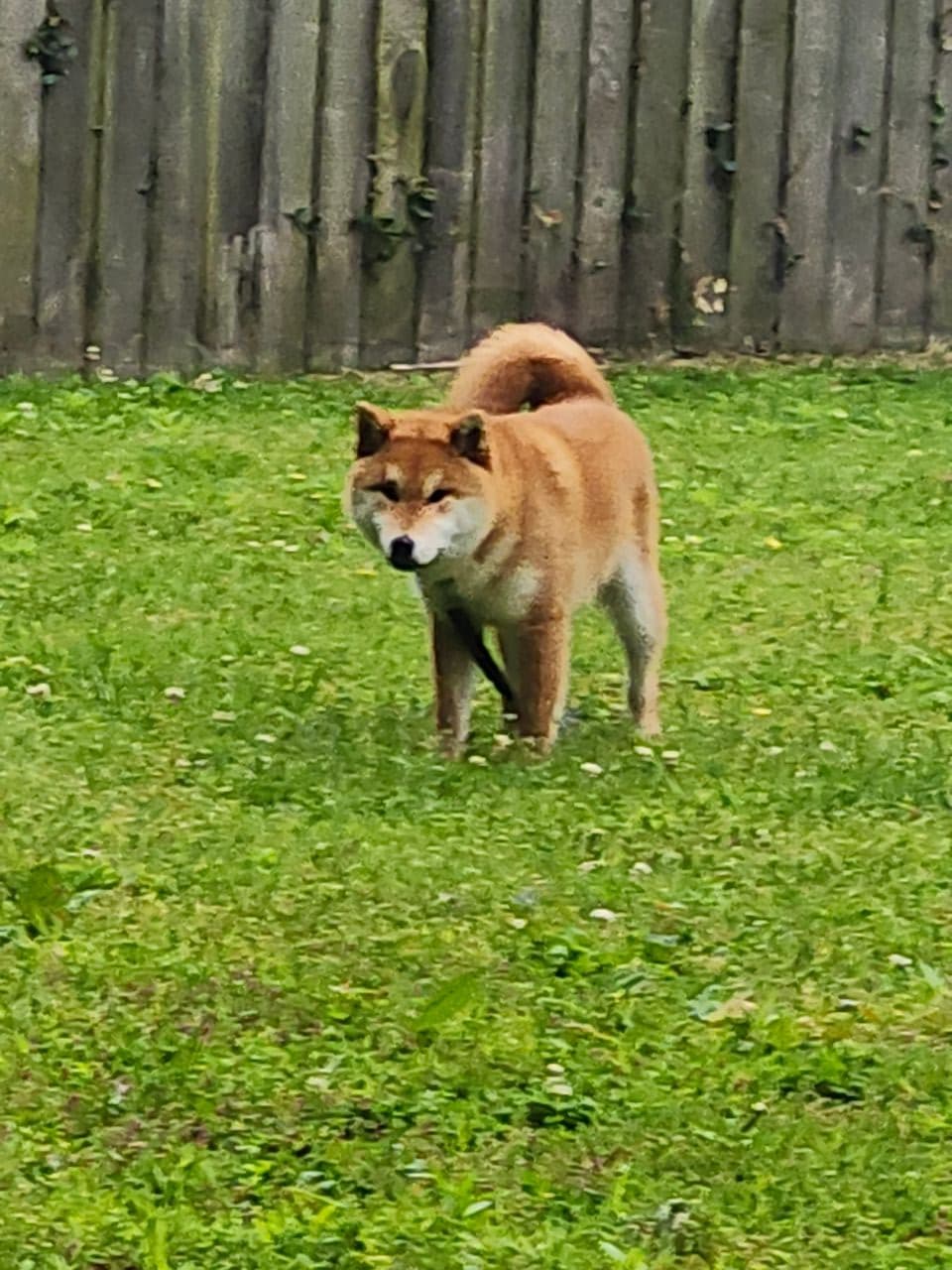 Pet travel photo 4