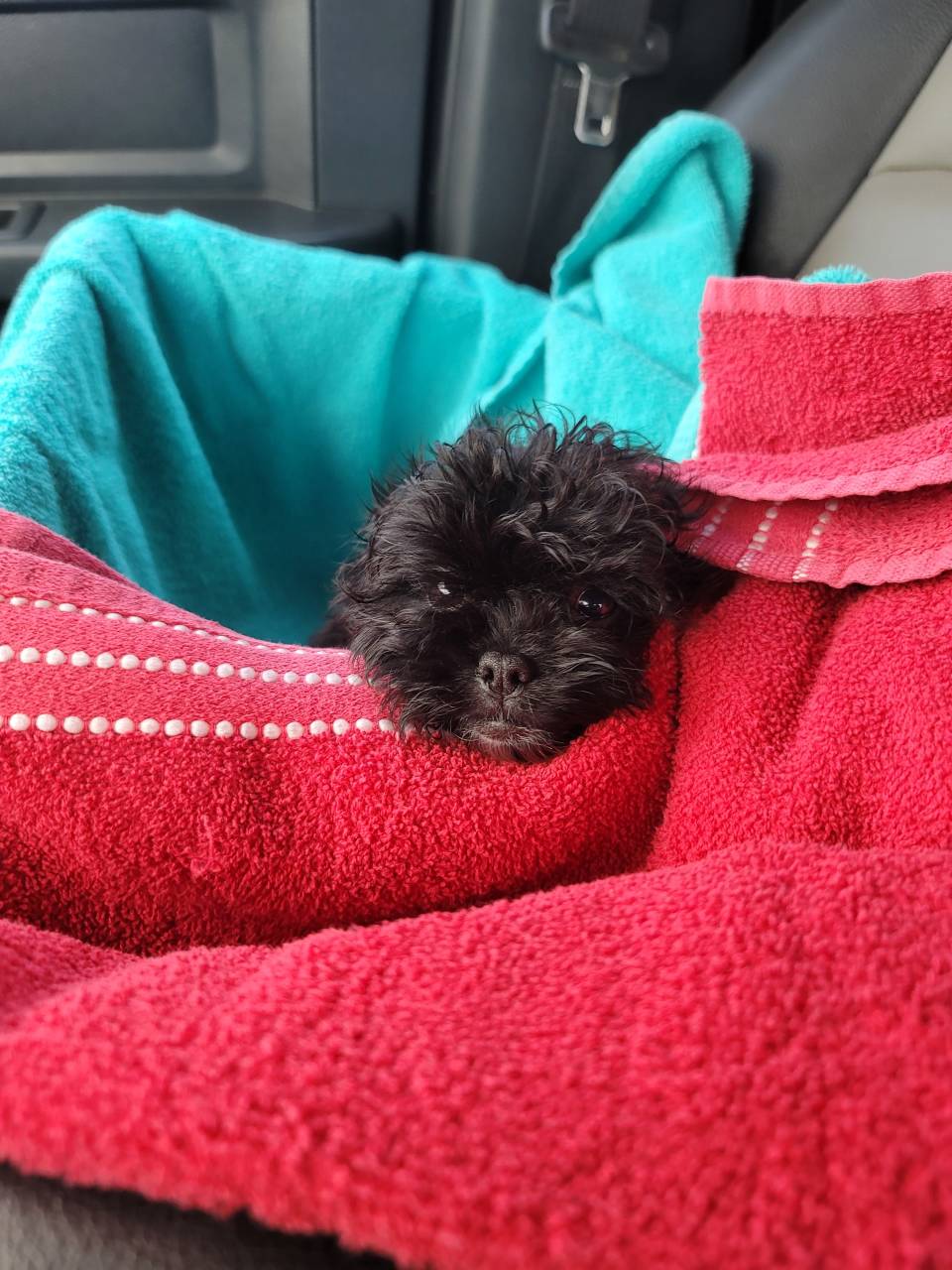 Pet travel photo 2